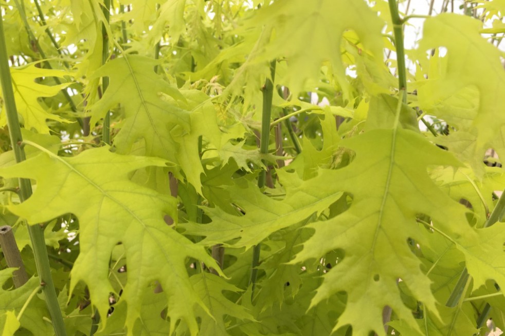 Quercus rubra Boltes Gold