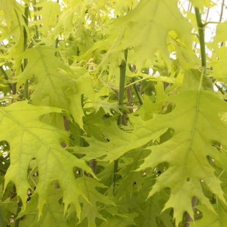 Quercus rubra Boltes Gold