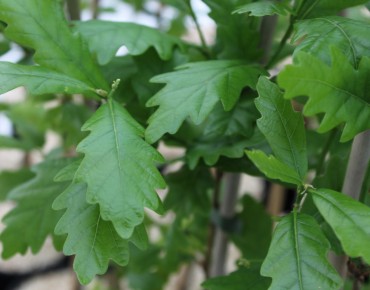 Columnar English Oak Regal...