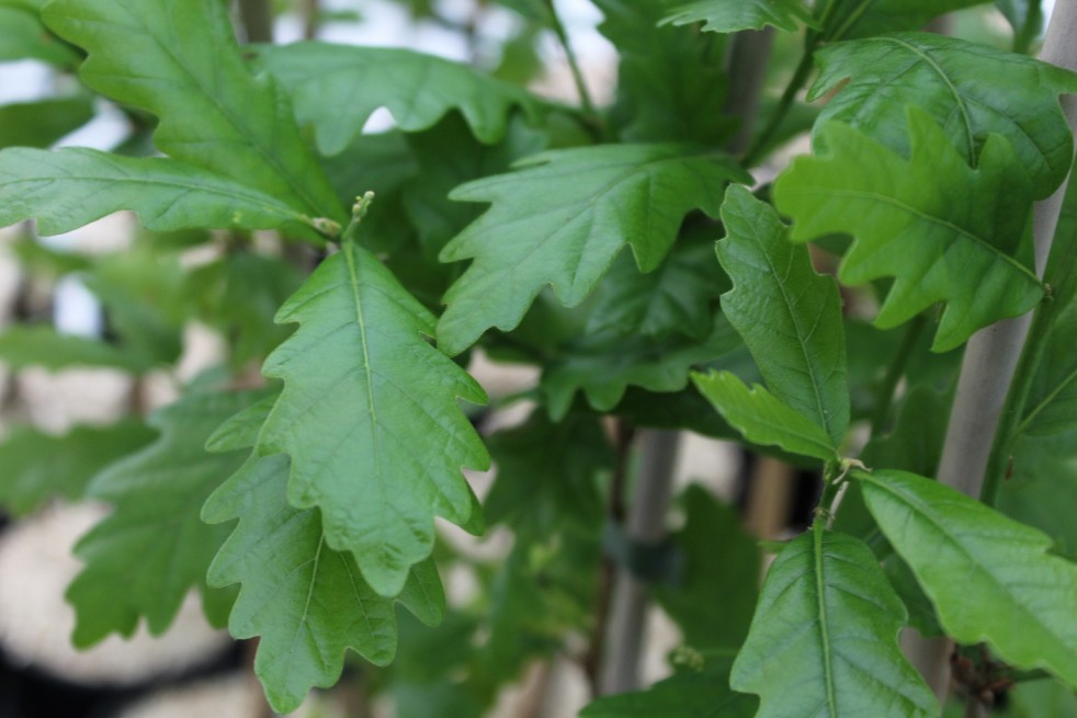 Quercus robur Regal Prince