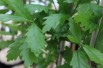 Quercus robur Regal Prince