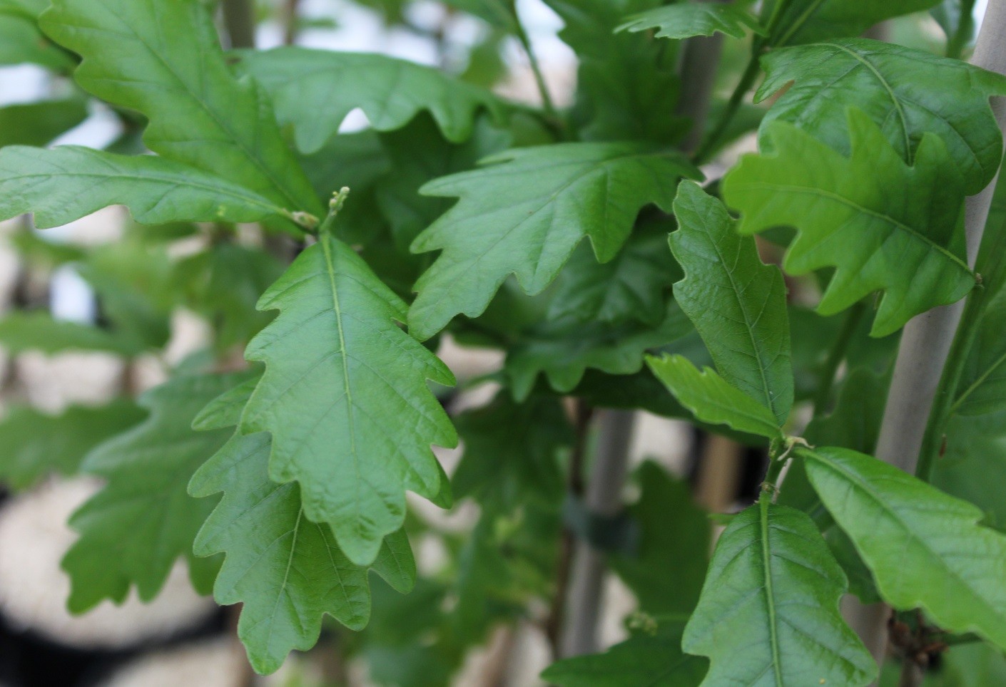 Columnar English Oak Regal Prince