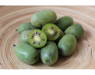 Kiwi de Sibérie Issai autofertile - Actinidia Arguta Issai