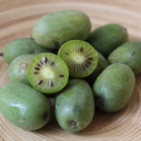 hardy kiwi vine - Actinidia Arguta Issai