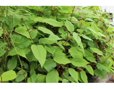 Kiwi de Sibérie femelle Maki - Actinidia Arguta Maki