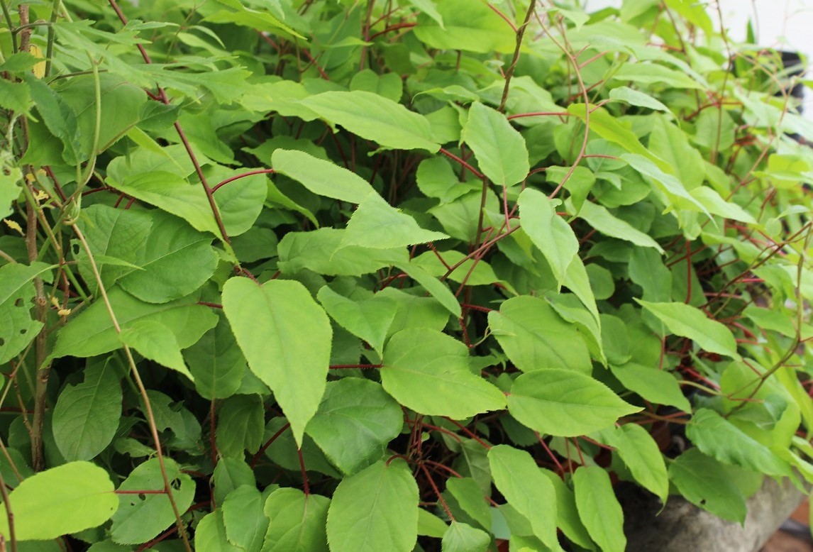 Hardy kiwi vine female Maki