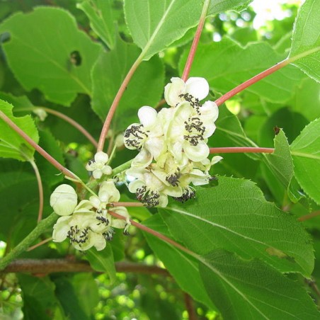 Vrouwelijke Kiwibes Maki - Actinidia Arguta Maki