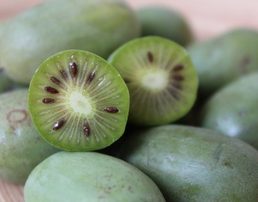 Kiwi de Sibérie femelle Maki