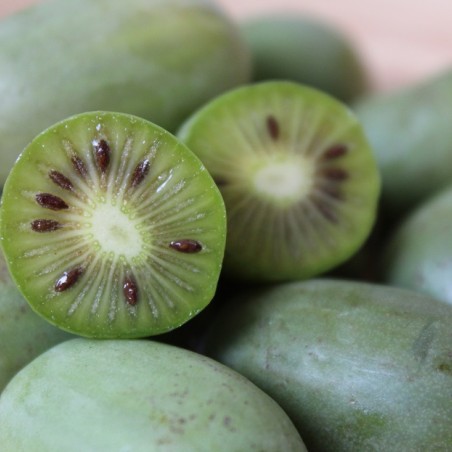 Weibliche Kiwibeere Maki Actinidia Arguta Maki