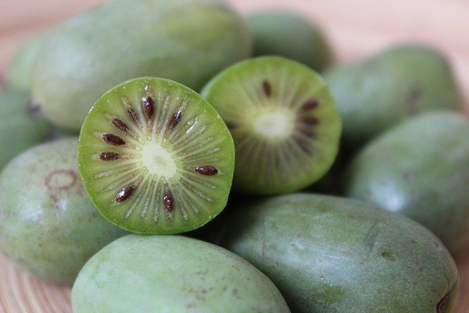 Kiwi de Sibérie femelle Maki