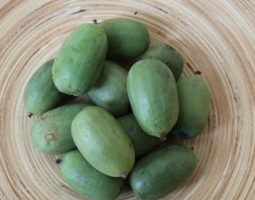 Kiwi de Sibérie femelle Maki