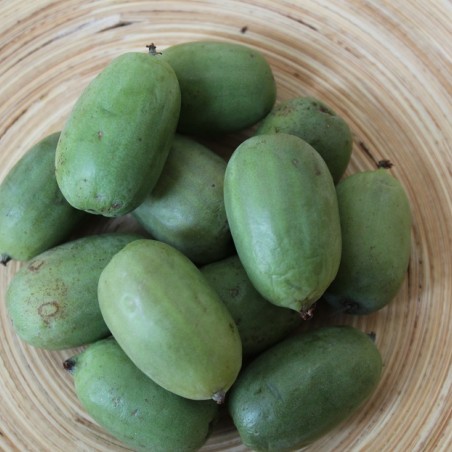 Kiwi de Sibérie femelle Maki - Actinidia Arguta Maki