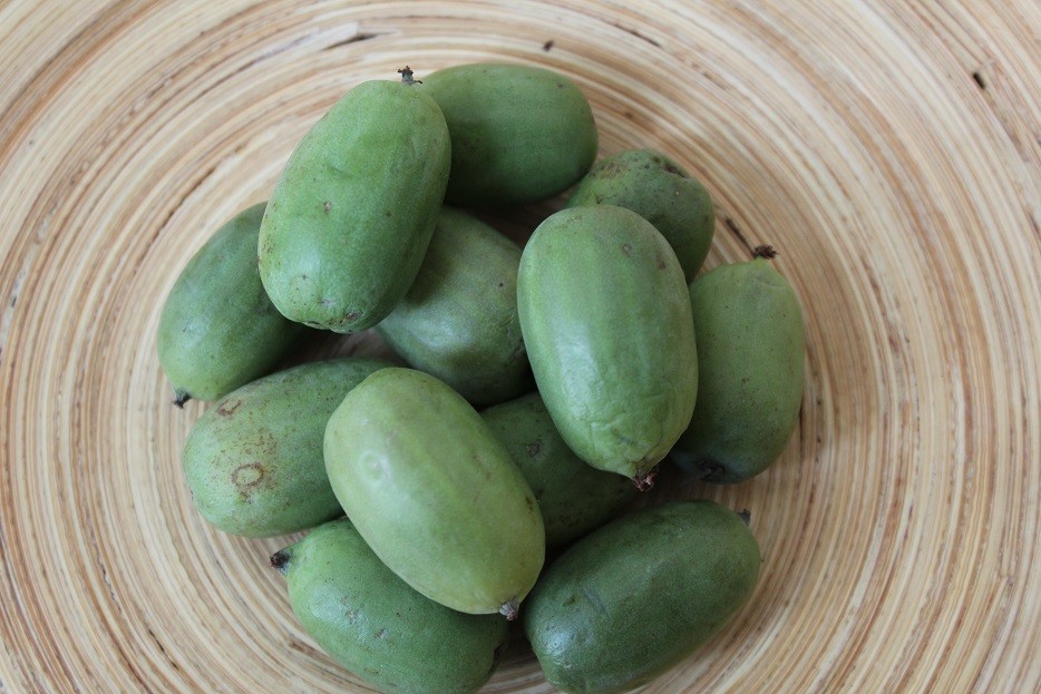 Kiwi de Sibérie femelle Maki