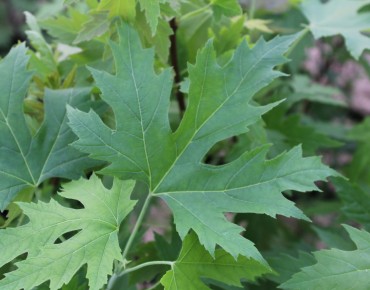Silver maple