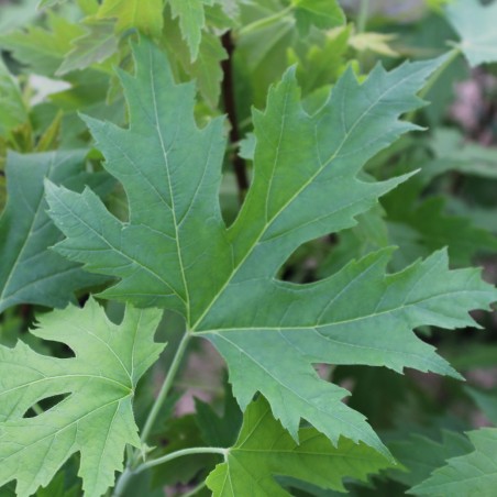 Silver maple - Acer saccharinum