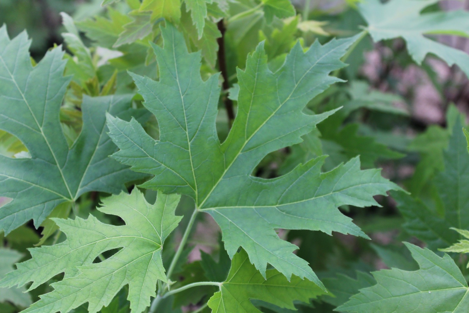 Silver maple