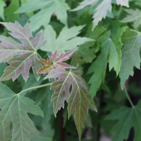 Érable argenté - Acer saccharinum