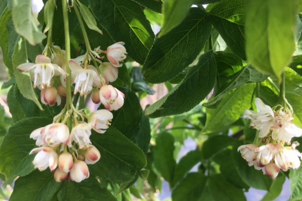 Staphylea Colchica - Jardins du Monde.be