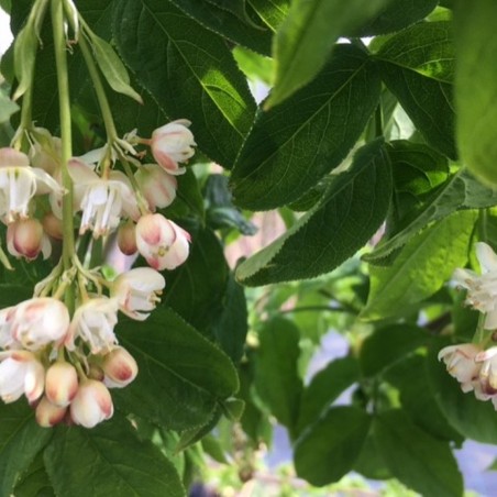 Kaukasische Pimpernoot - Staphylea Colchica