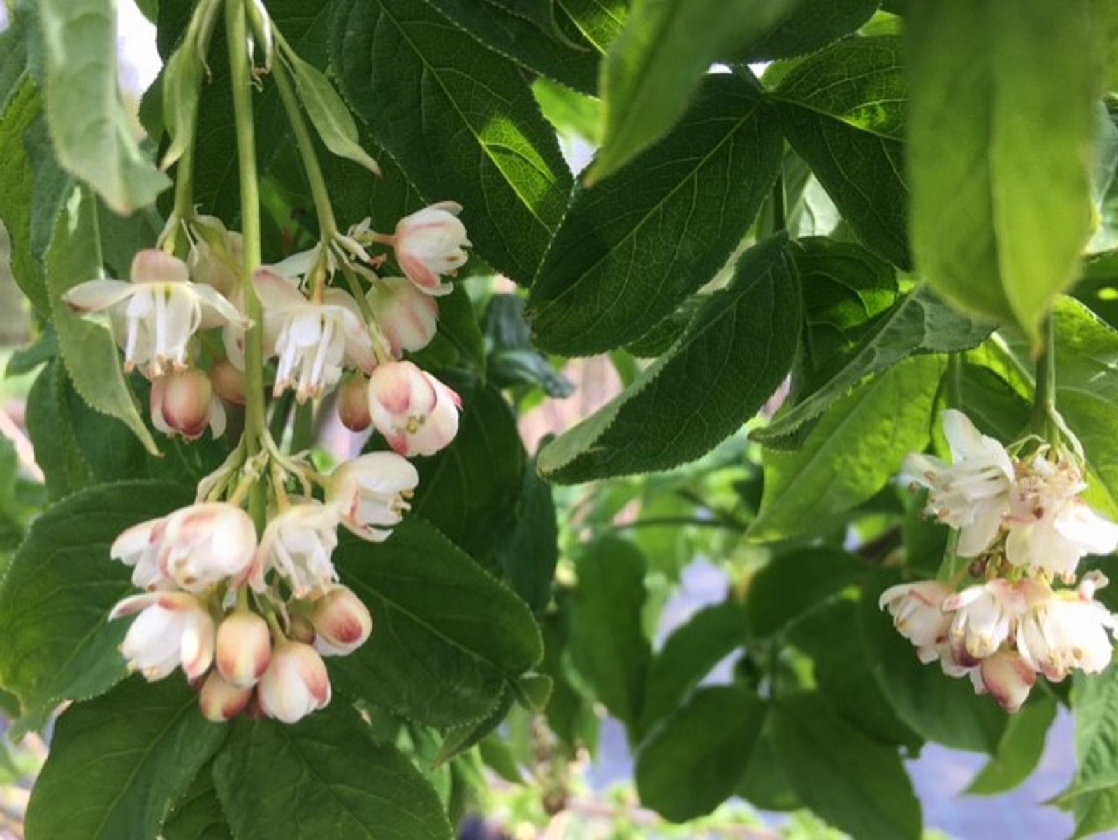 Caucasian bladdernut