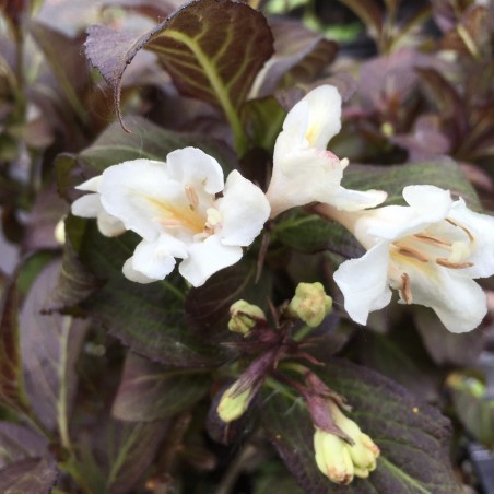 Weigelie Ebony and Ivory® Weigela florida Ebony and Ivory®