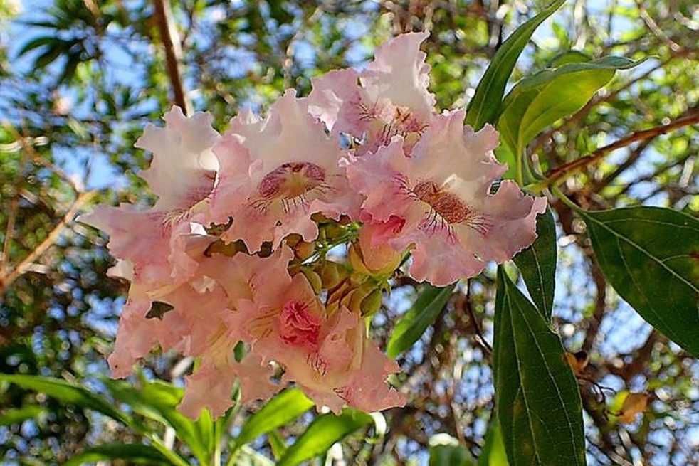 Chitalpa de Tashkent Pink Dawn (Krzysztof Ziarnek, Kenraiz, CC BY-SA 4.0 , via Wikimedia Commons)