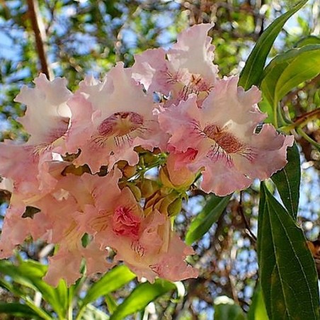 Chitalpa de Tashkent Pink Dawn (Krzysztof Ziarnek, Kenraiz, CC BY-SA 4.0 , via Wikimedia Commons)