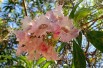 Chitalpa de Tashkent Pink Dawn (Krzysztof Ziarnek, Kenraiz, CC BY-SA 4.0 , via Wikimedia Commons)