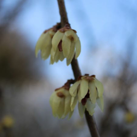 Wintersweet - Chimonanthus Praecox