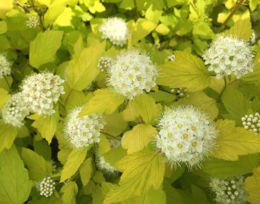 Gelbe Blasenspiere Dart's Gold