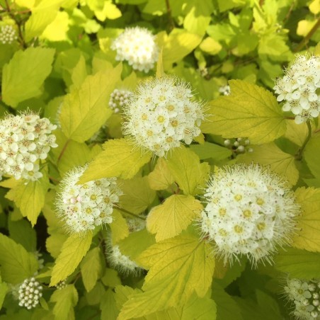 Dart's Gold Ninebark - Physocarpus Opulifolius Dart's Gold