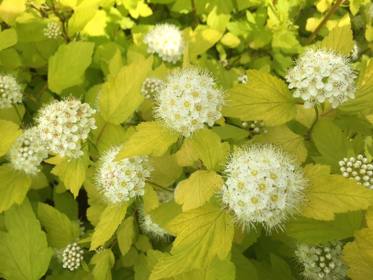 Sneeuwbalspirea Dart's Gold