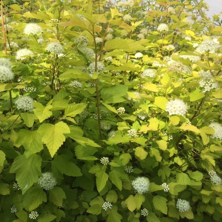 Dart's Gold Ninebark - Physocarpus Opulifolius Dart's Gold