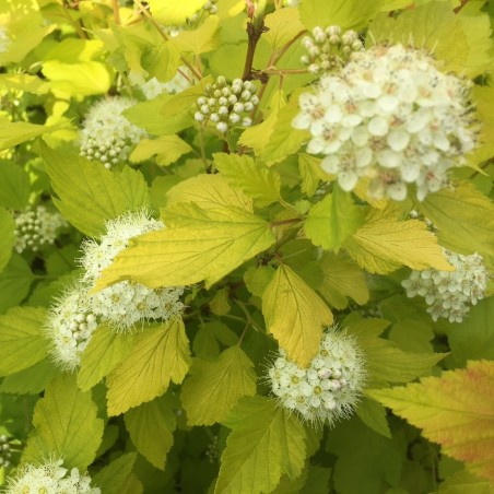 Physocarpe à feuilles d'Obier - Physocarpus Opulifolius Dart's Gold