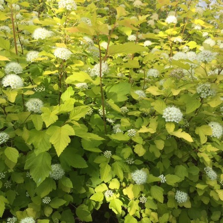 Physocarpe à feuilles d'Obier - Physocarpus Opulifolius Dart's Gold