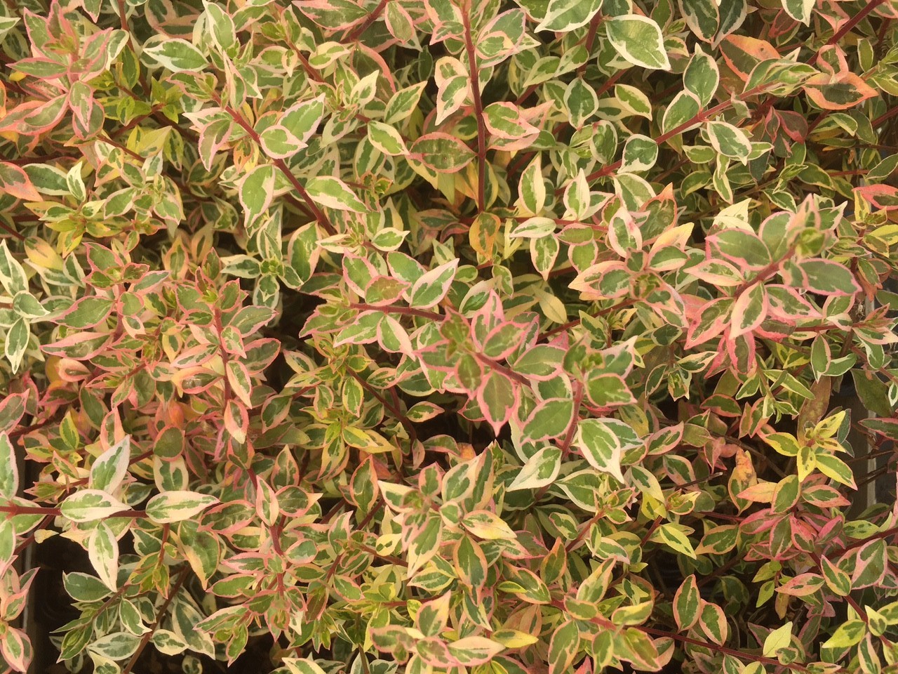 Chinesische Abelie variegata