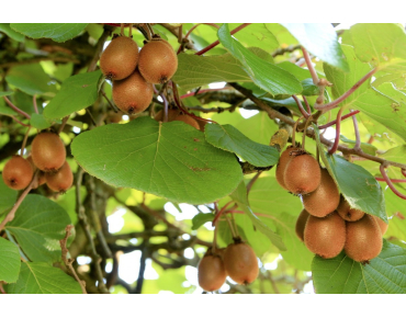 Kiwi autofertile Boskoop - Actinidia deliciosa Boskoop