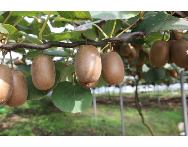 Kiwi Boskoop selbstfruchtbare - Actinidia deliciosa Boskoop