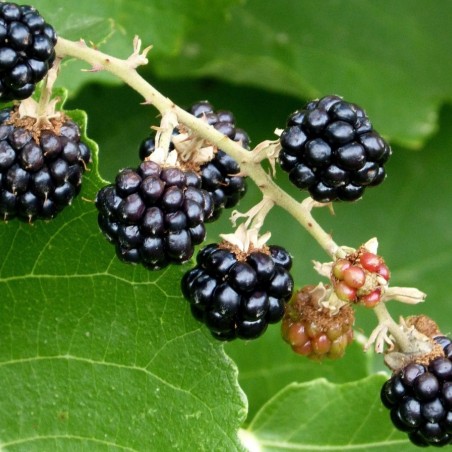 Zwarte braambes Himalaya - Rubus fruticosus Himalaya