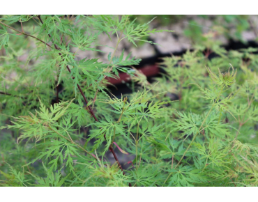 Fächer-Ahorn Seiryu - Acer palmatum Seiryu