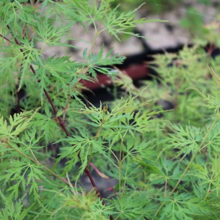 Japanse esdoorn Seiryu - Acer palmatum Seiryu