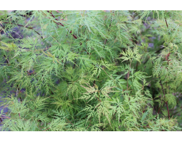 Érable du Japon Seiryu - Acer palmatum Seiryu
