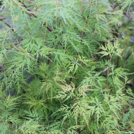 Japanse esdoorn Seiryu - Acer palmatum Seiryu