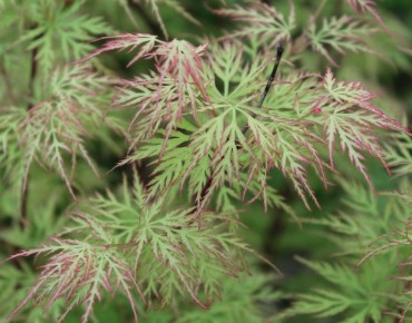 Fächer-Ahorn Emerald Lace