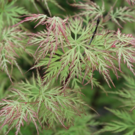 Japanse esdoorn Emerald Lace - Acer palmatum dissectum Emerald Lace