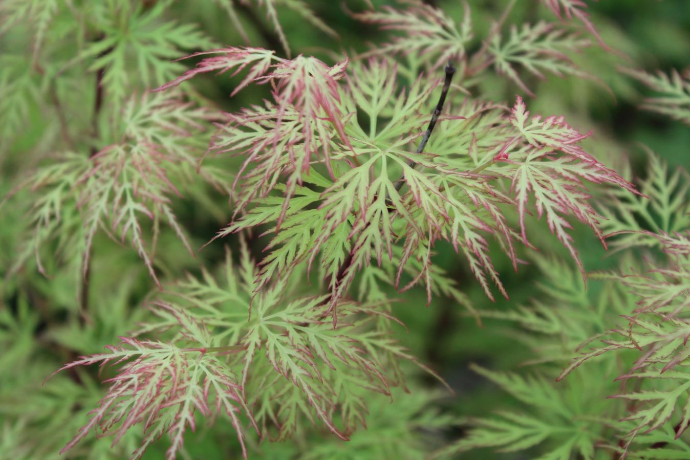 Fächer-Ahorn Emerald Lace