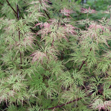 Japanese Maple Emerald Lace - Acer palmatum dissectum Emerald Lace