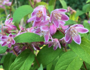 Deutzia Red Swirl