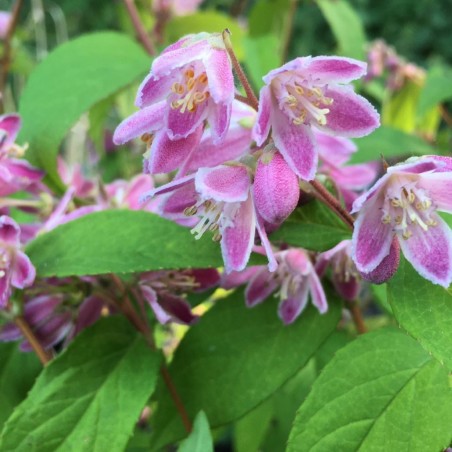 Sternchenstrauch Tourbillon Rouge - Deutzia Tourbillon Rouge