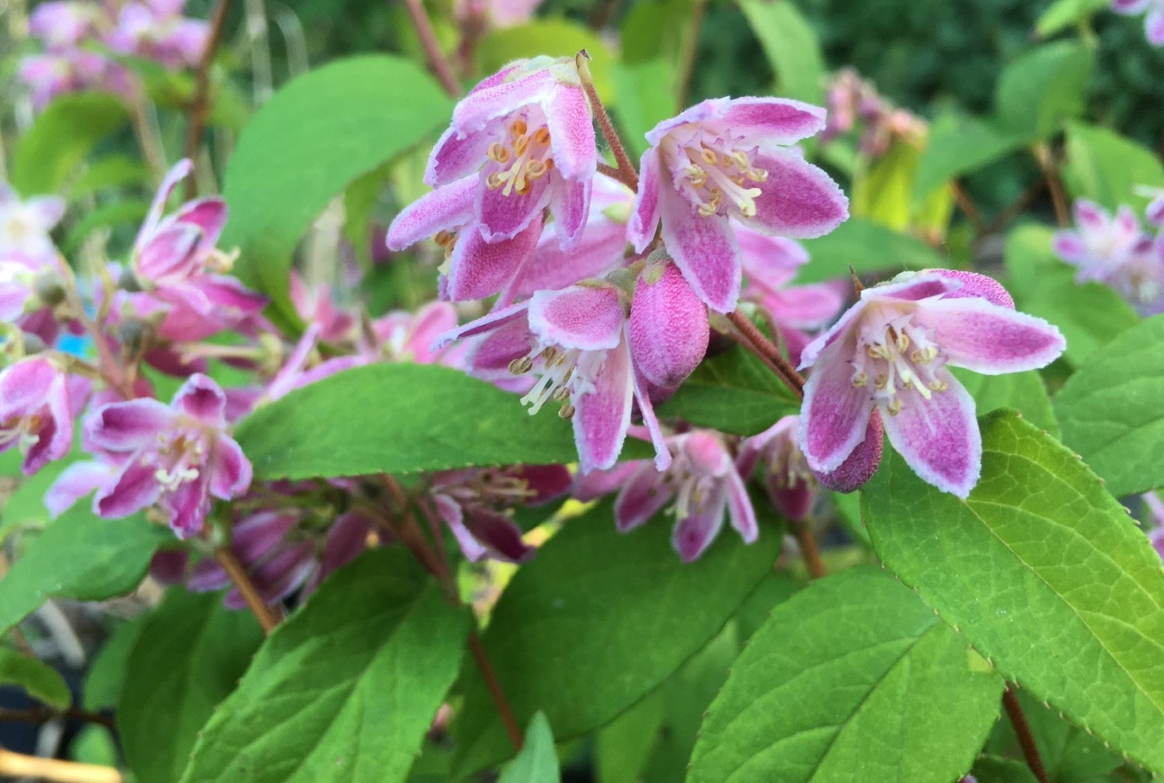 Deutzia Red Swirl